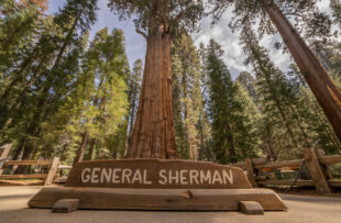The largest tree in the world. Mr. General Sherman!