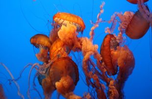 Monterey aquarium jellyfish 2