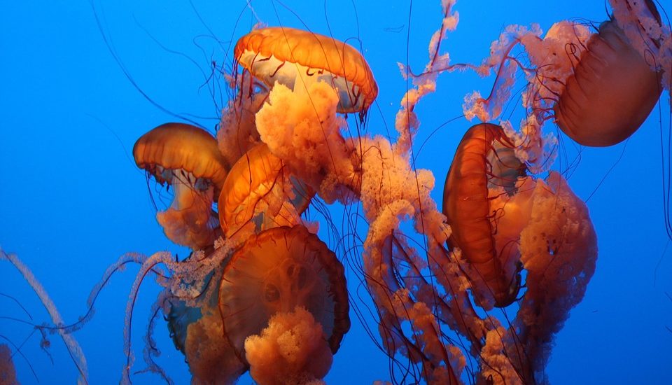 Monterey aquarium jellyfish 2