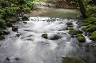 Muir Woods