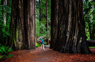 Woman at Stout Grove on trail through the Jedediah Smith Redwoods State Park in Northern California, USA