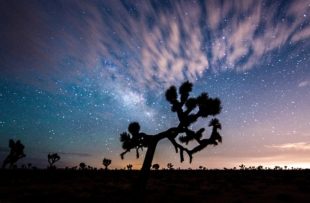 joshua-tree-stars