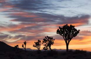 Joshua Tree 1